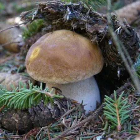 Au Calme Pleine Nature Pres D'un Ruisseau Vakantiehuis Rieutort