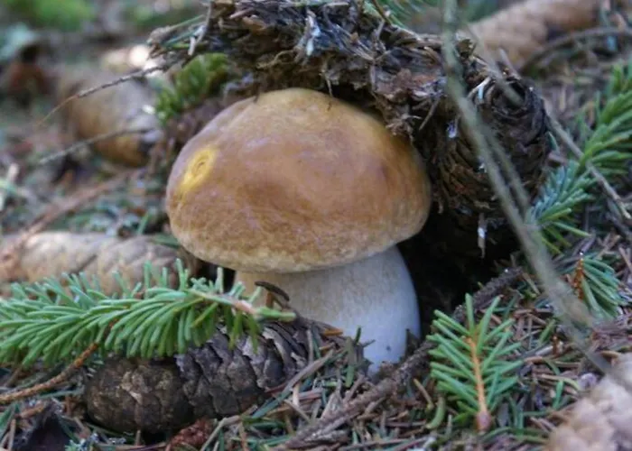 Au Calme Pleine Nature Pres D'un Ruisseau Vakantiehuis Rieutort